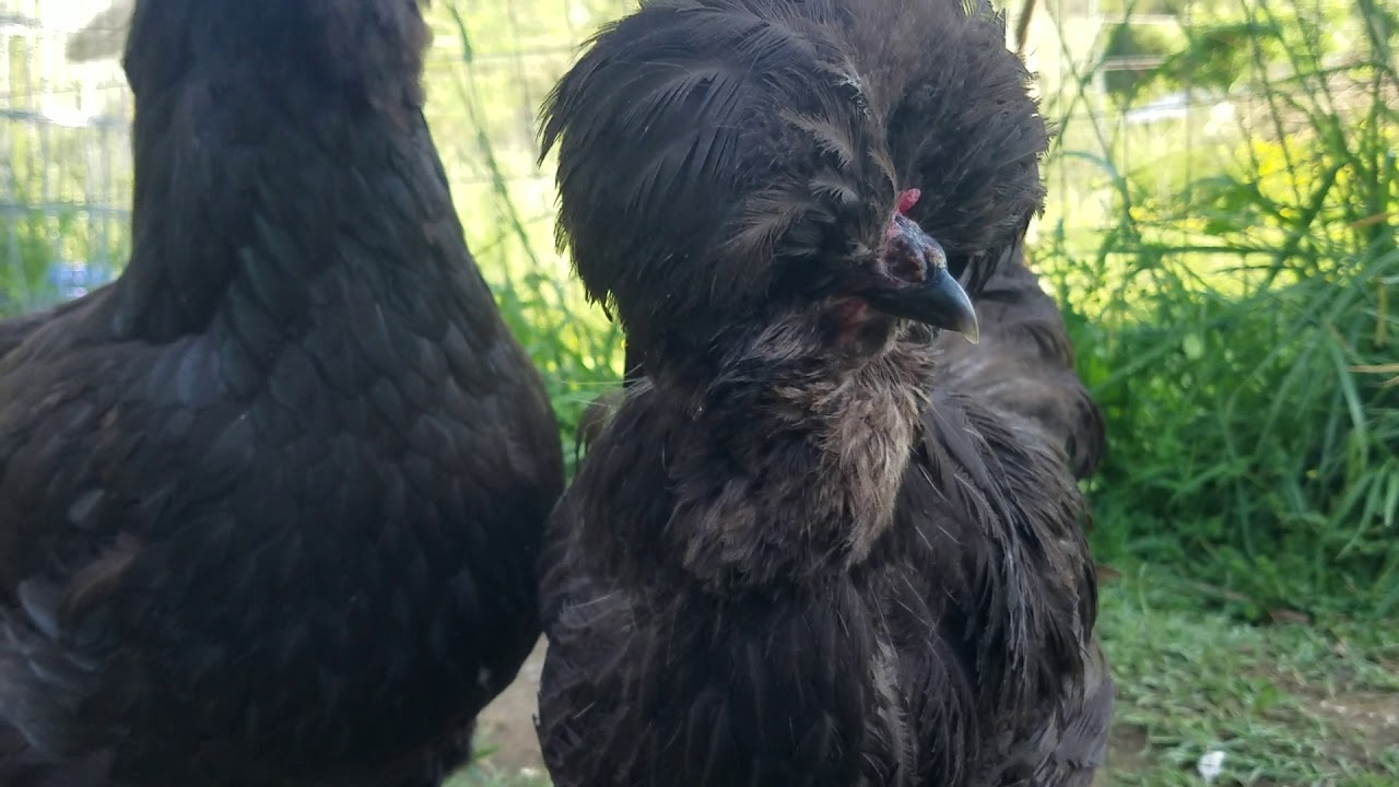 Blue and Black Crevecoeur chickens