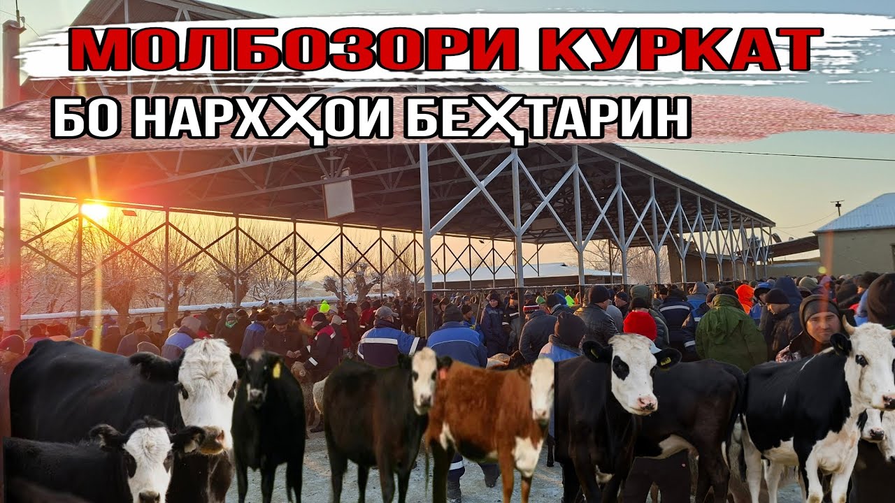 🤷‍♂️МОЛБОЗОРИ КУРКАТ НАРХИ НАВОИ ИМРУЗА ХАМАРО ХАЙРОН КАРД 20 февраля 2026г