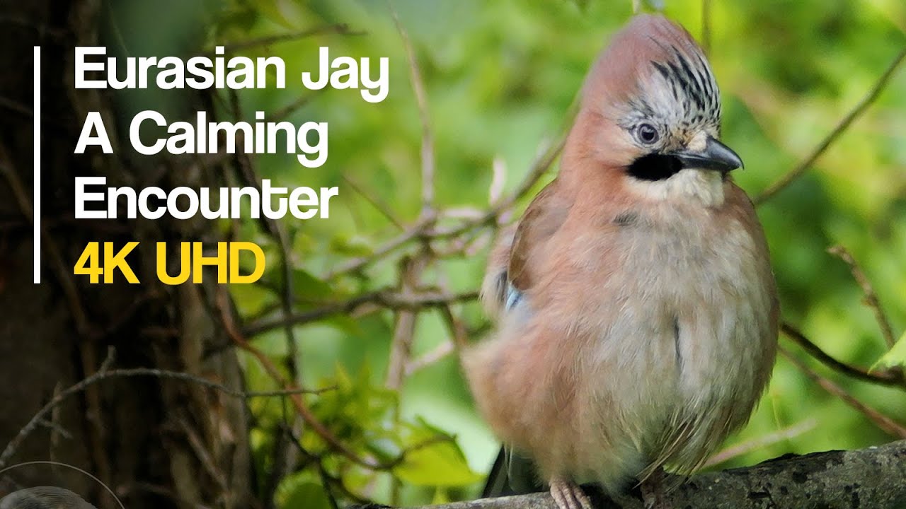Eurasian Jay never looked so cute #birds #chibi