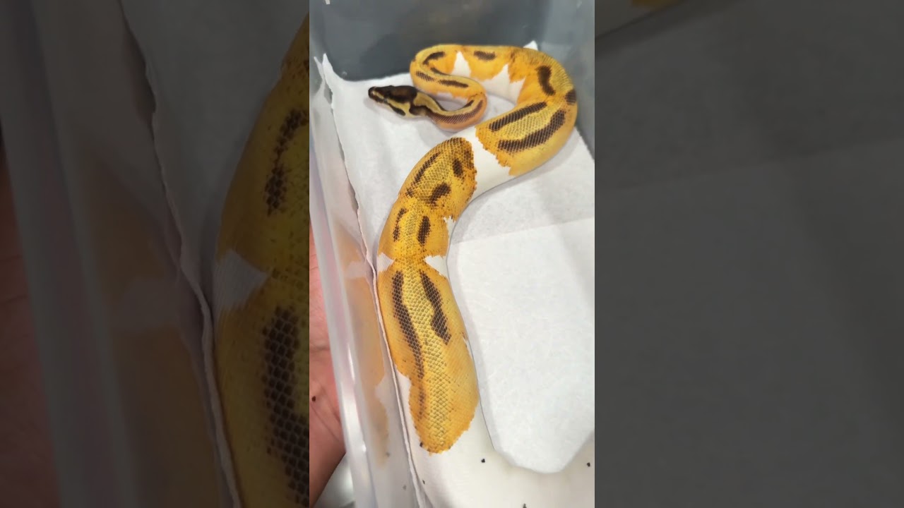 #ballpythons #ballpythonmorph #ballpythonbreeding #ballpython #reptiles #reptile #reptilelove