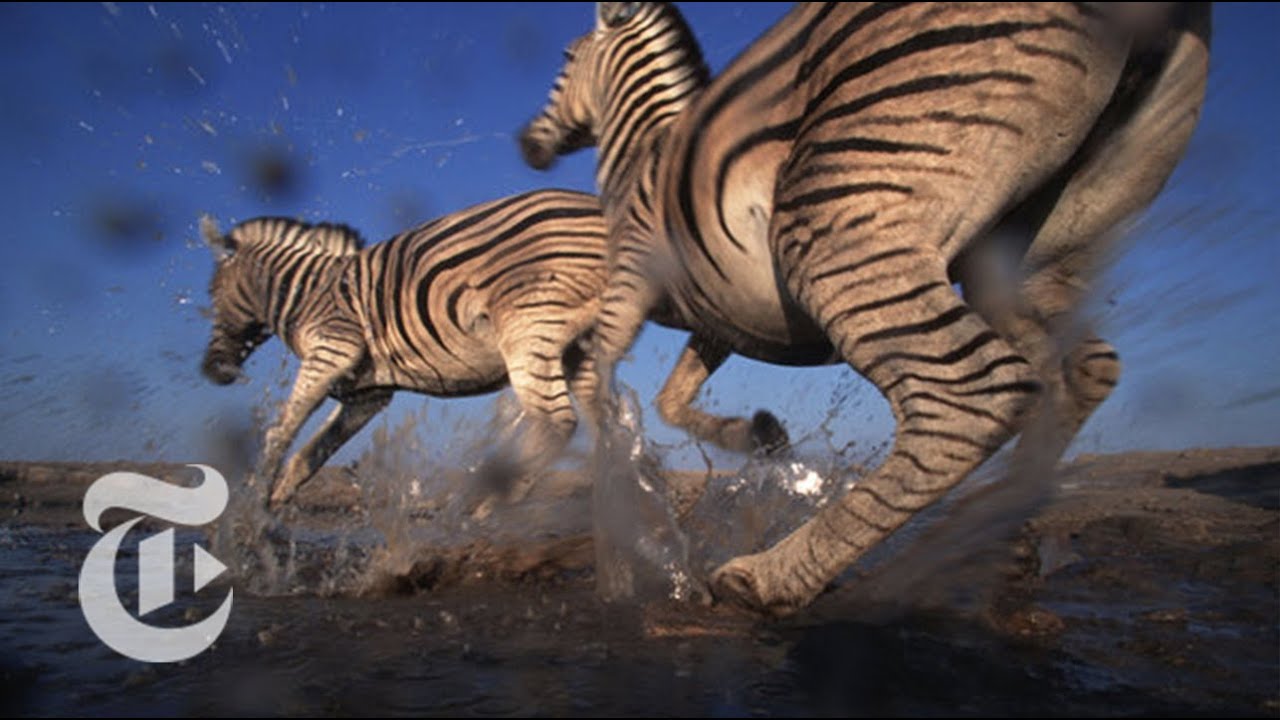 Longest Migration Pattern in Africa Discovered | ScienceTake | The New York Times