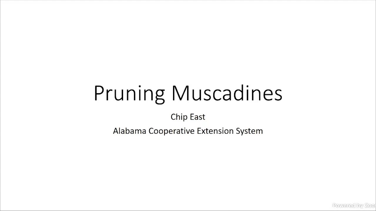 Pruning Muscadines