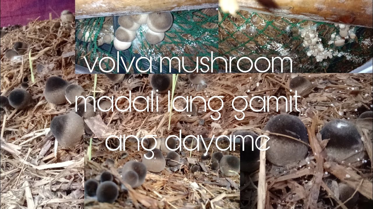 paano magpatubo ng kabute/ kabuteng saging gamit ang dayame| rj mushroom
