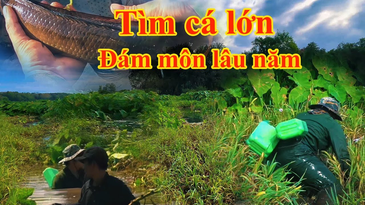 Dọn luồng săn cá lóc khủng trong đám môn lâu năm