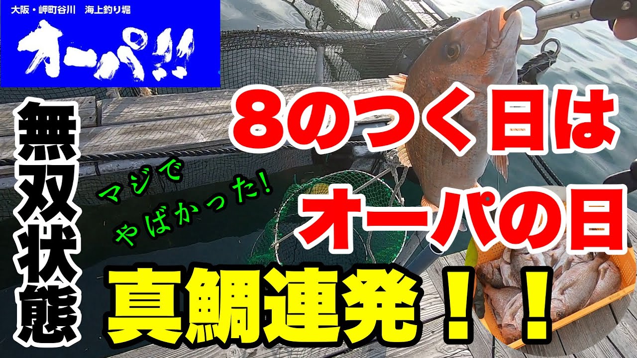 【海上釣堀】海上釣り堀オーパ！！で真鯛連発！！これがオーパの日(8のつく日)のポテンシャルだ！！