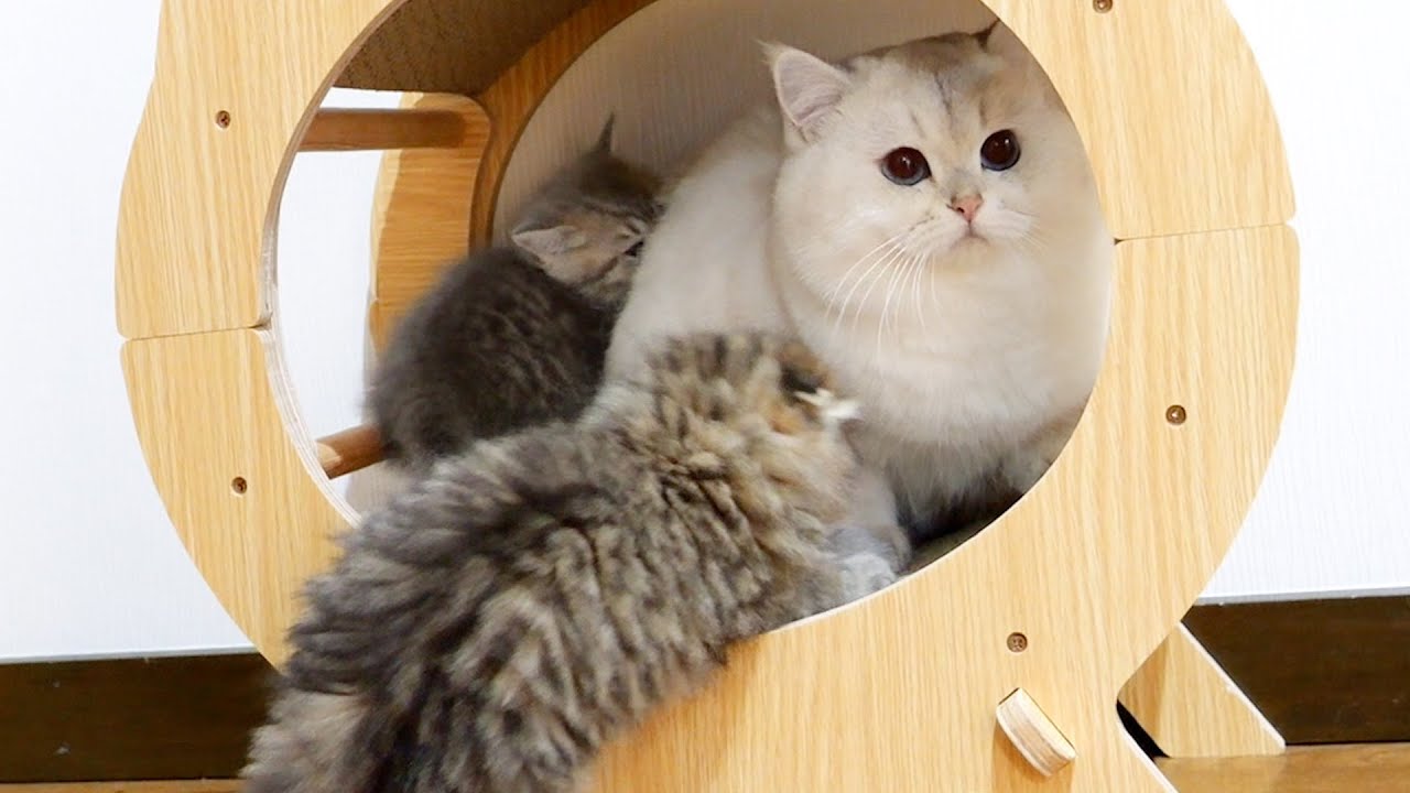 Three seconds later came the kitten's greatest tragedy.