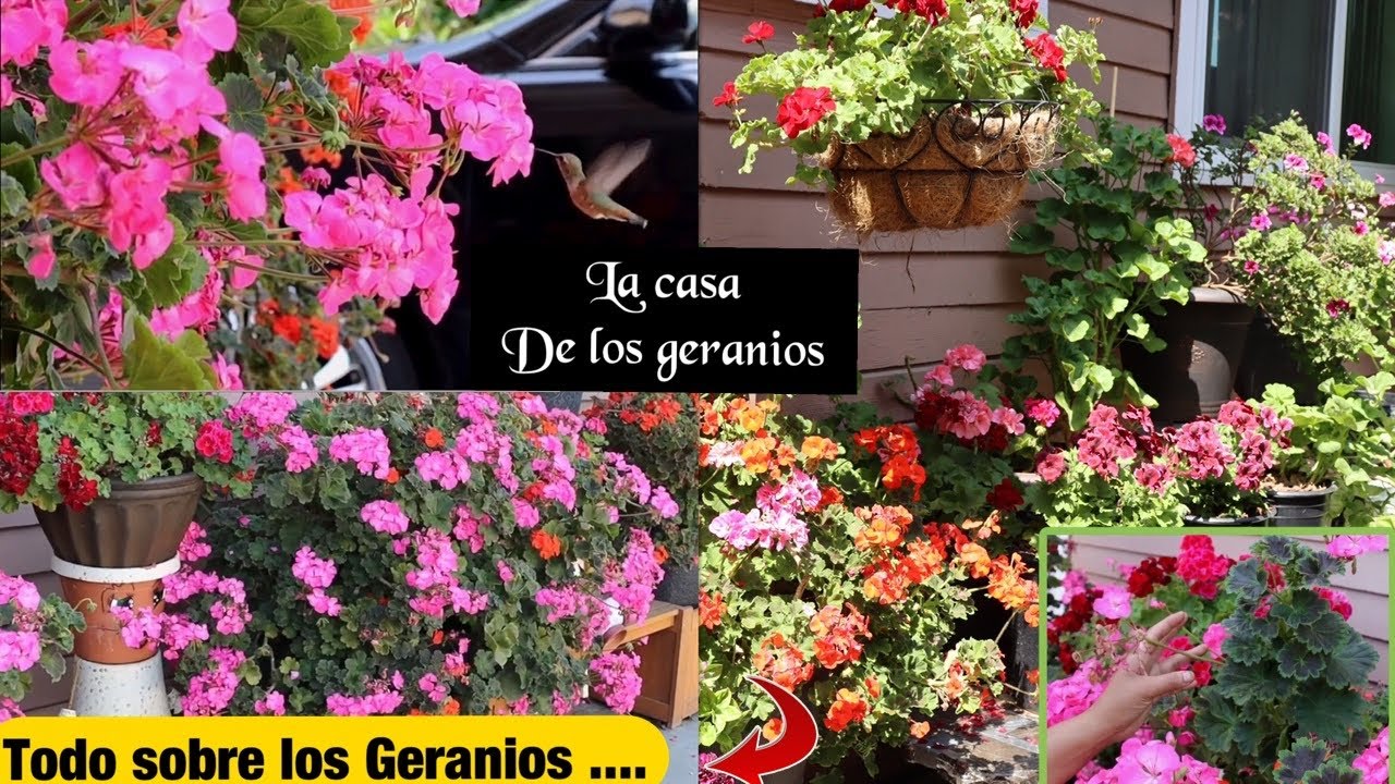 LA CASA DE LOS GERANIOS : tour en primavera 2021
