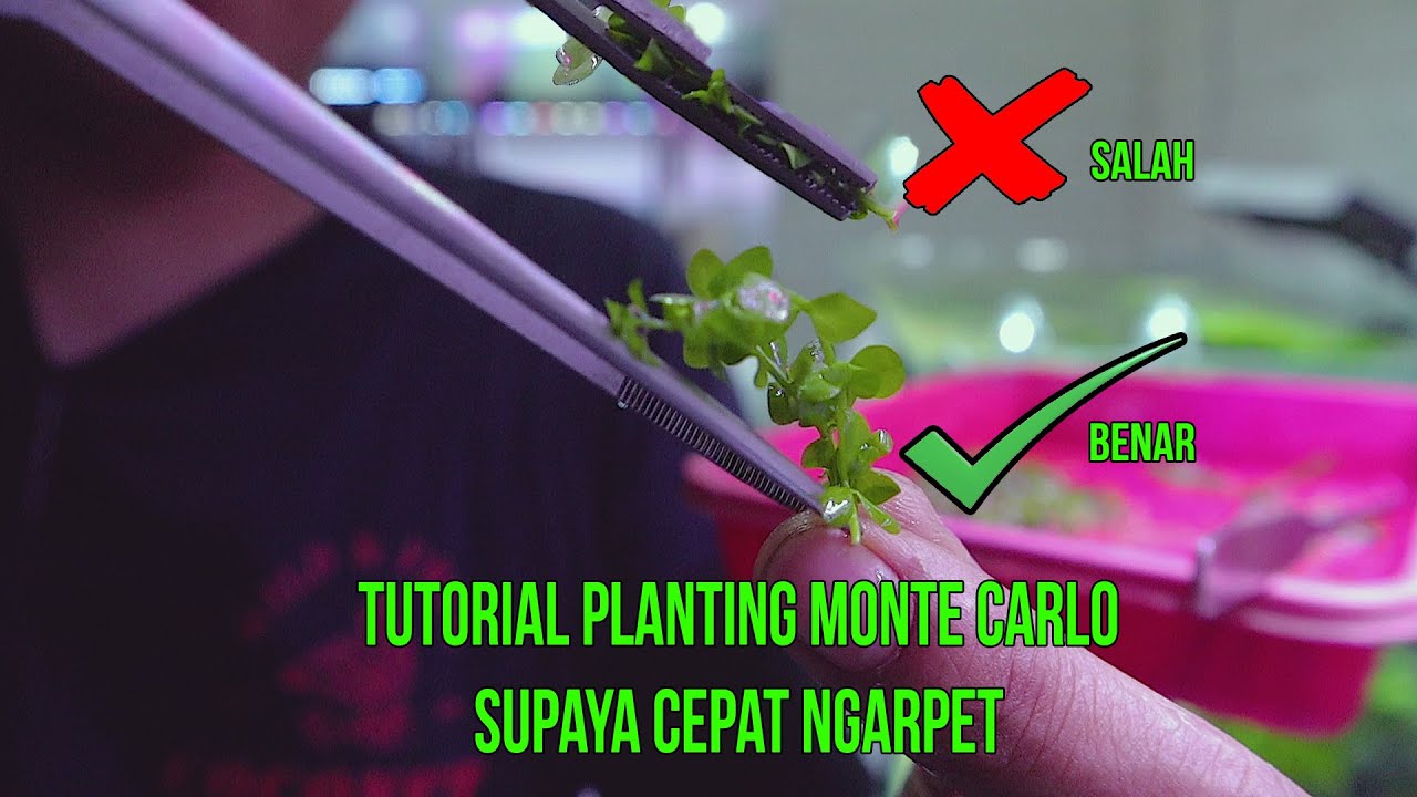 TUTORIAL LENGKAP PLANTING MONTE CARLO SUPAYA BISA CEPAT NGARPET #2