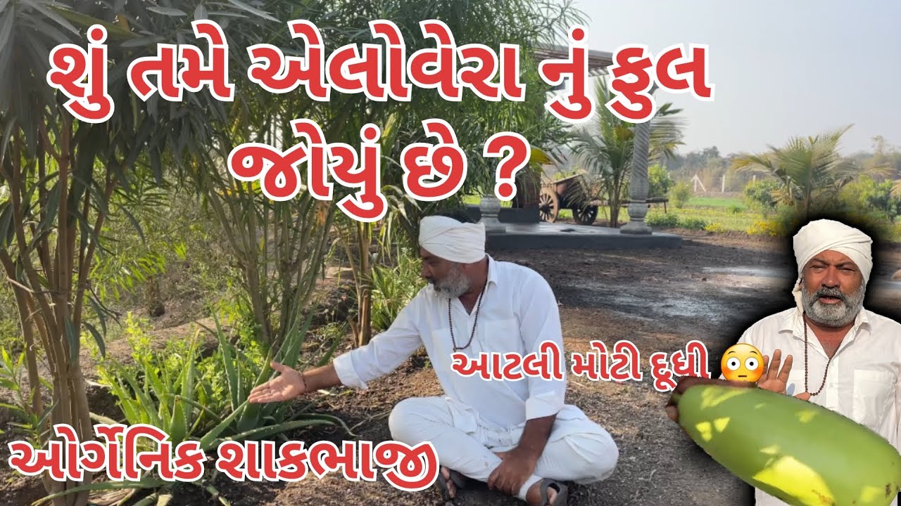 એલોવેરા નું ફુલ | લાબરા નું ફુલ | Aloe vera | ઓર્ગેનિક દૂધી ગલકા | village life|farmer life|