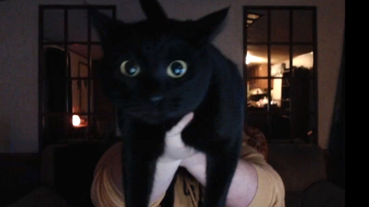 Лучшие появления кота CaseOh
