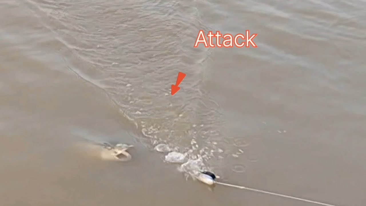 Back to Back Attack on woper ploper || Pathan fishing with friend || mully fishing 