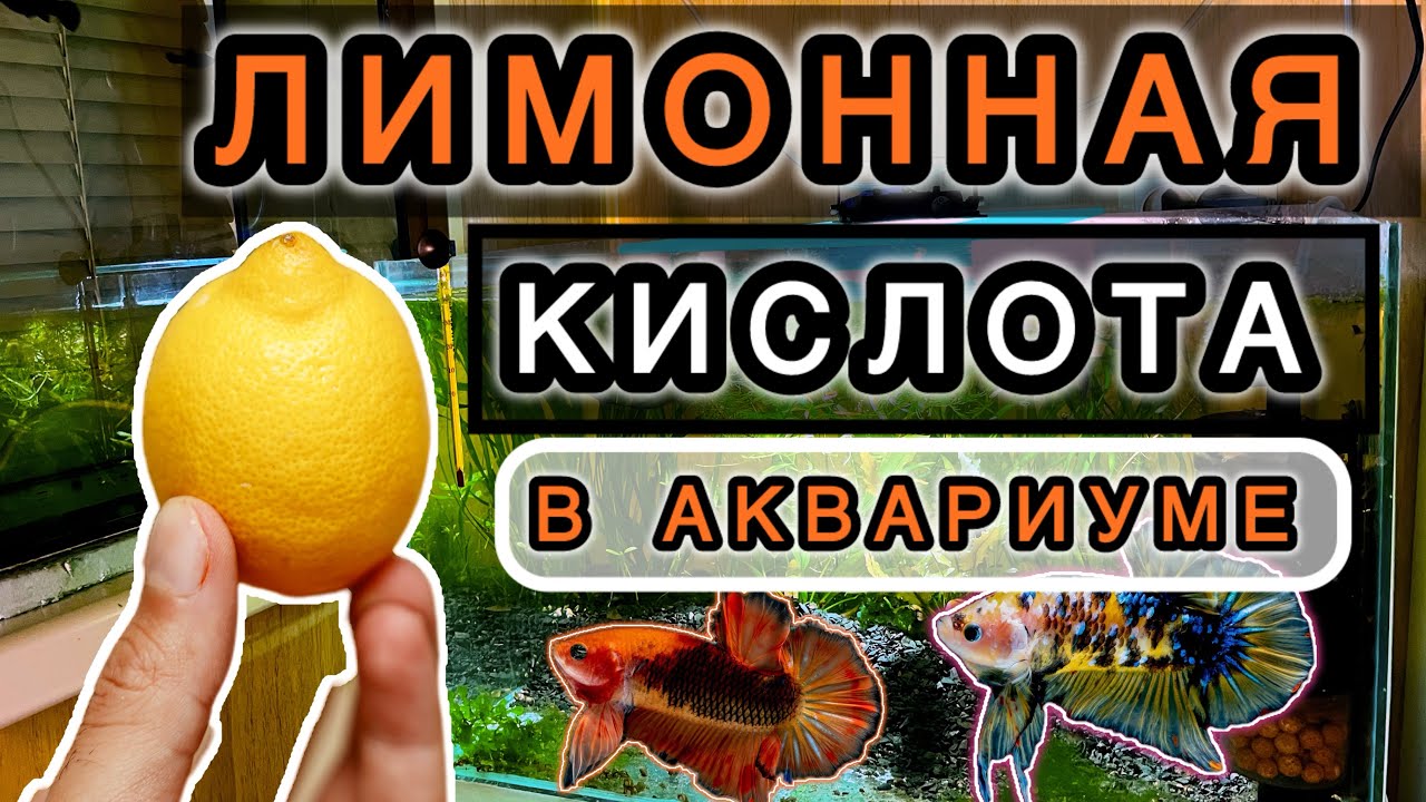 Зачем применять лимонную кислоту в аквариуме?