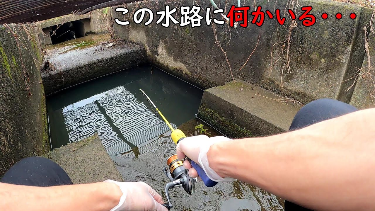 この水路に大物潜んでたので釣ってみた