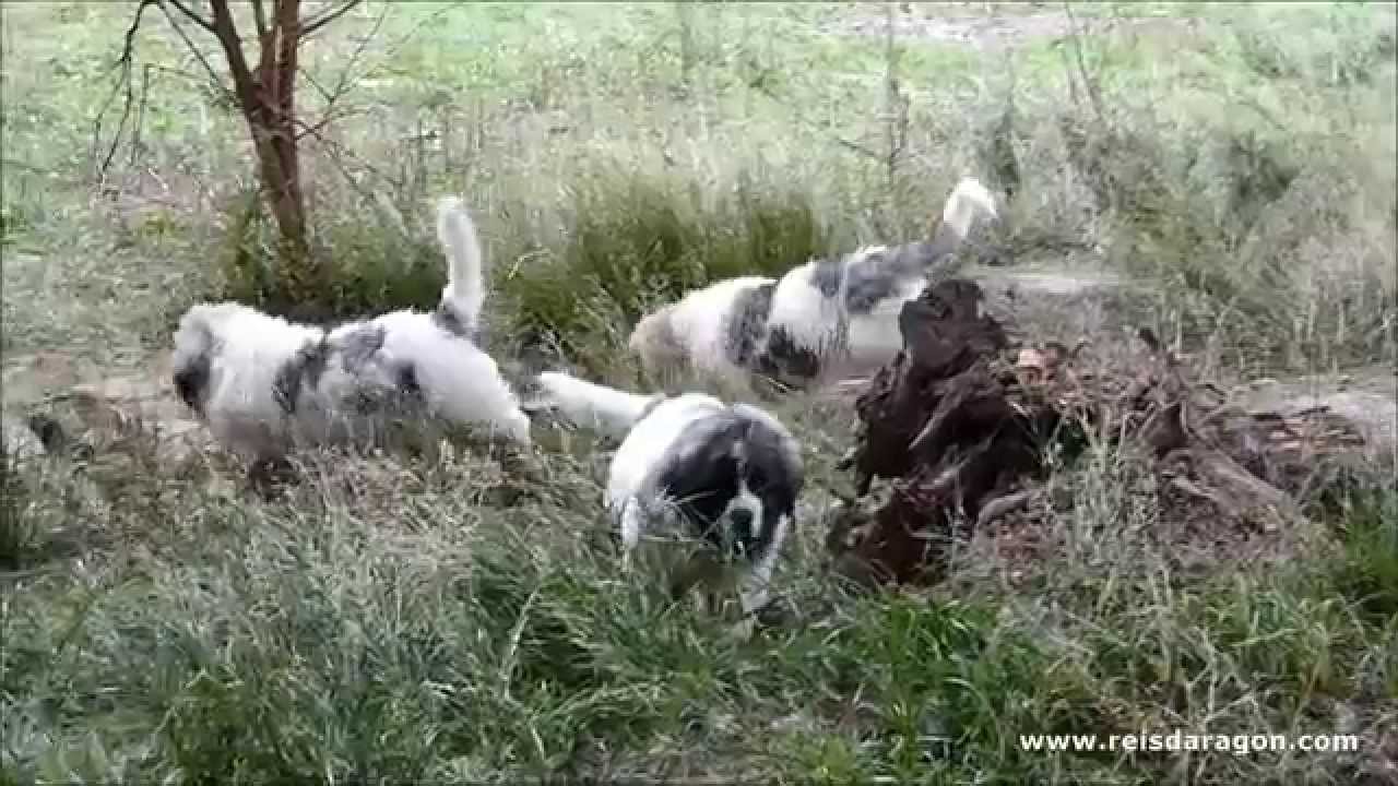 Cachorros Mastín del Pirineo - Puppies Pyrenean Mastiff