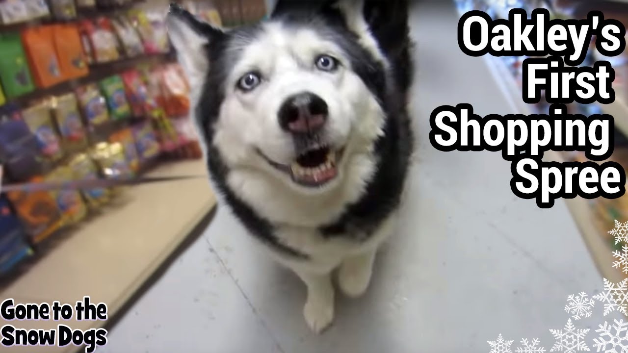 Dog Goes Shopping for the First Time | Oakley The Husky Dog Shopping Spree