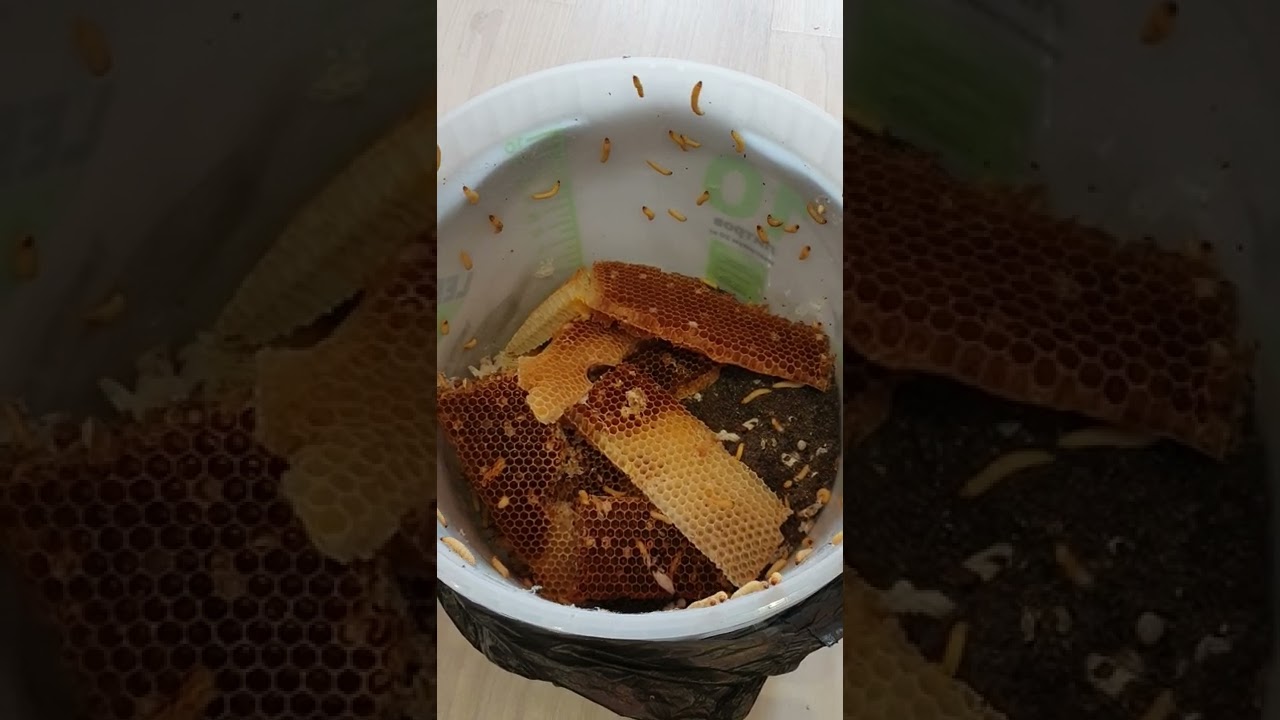 Содержание огнёвки (восковая моль) в домашних условиях.