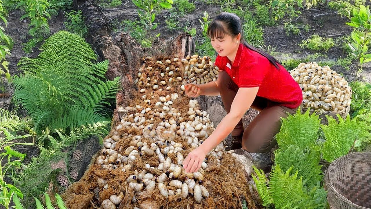 Harvesting 1000 + Palm Weevil Larvae from Rotten Palm Trees - Village Life & Market
