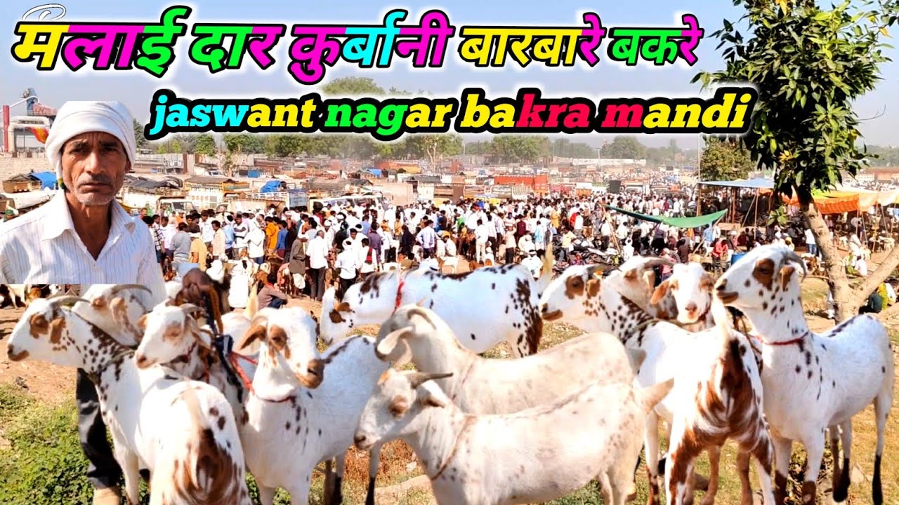 मलाई दार क़ुर्बानी बारबारे बकरे | jaswant nagar bakra mandi new video goat farming zkd April 26 2025