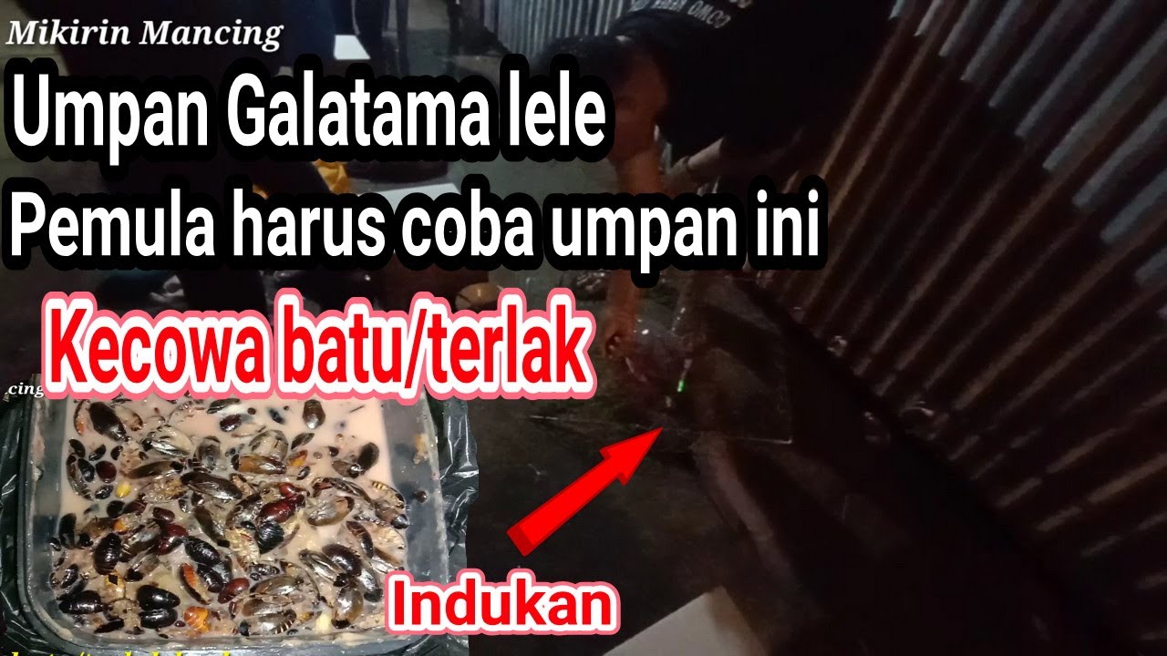 Umpan jitu galatama lele kecowa batu/terlak pemula harus coba