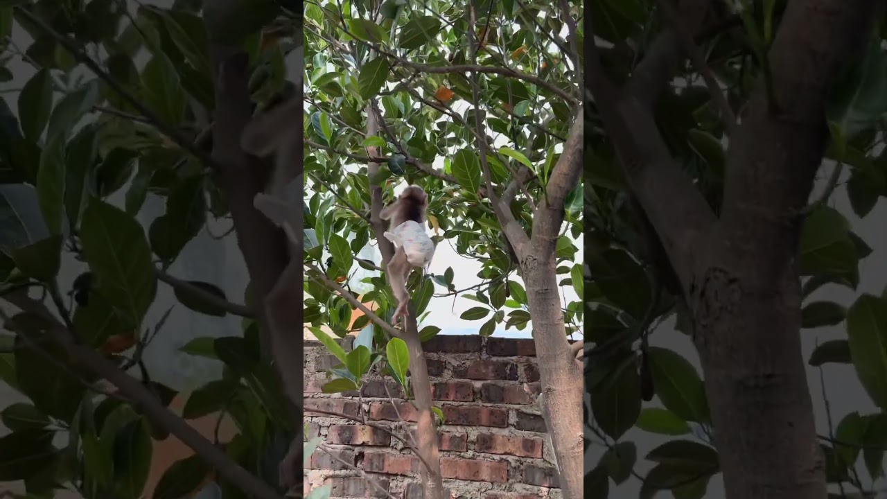 Baby monkey climbing tree🐒🐵🐒#monkey #babymonkey #funny