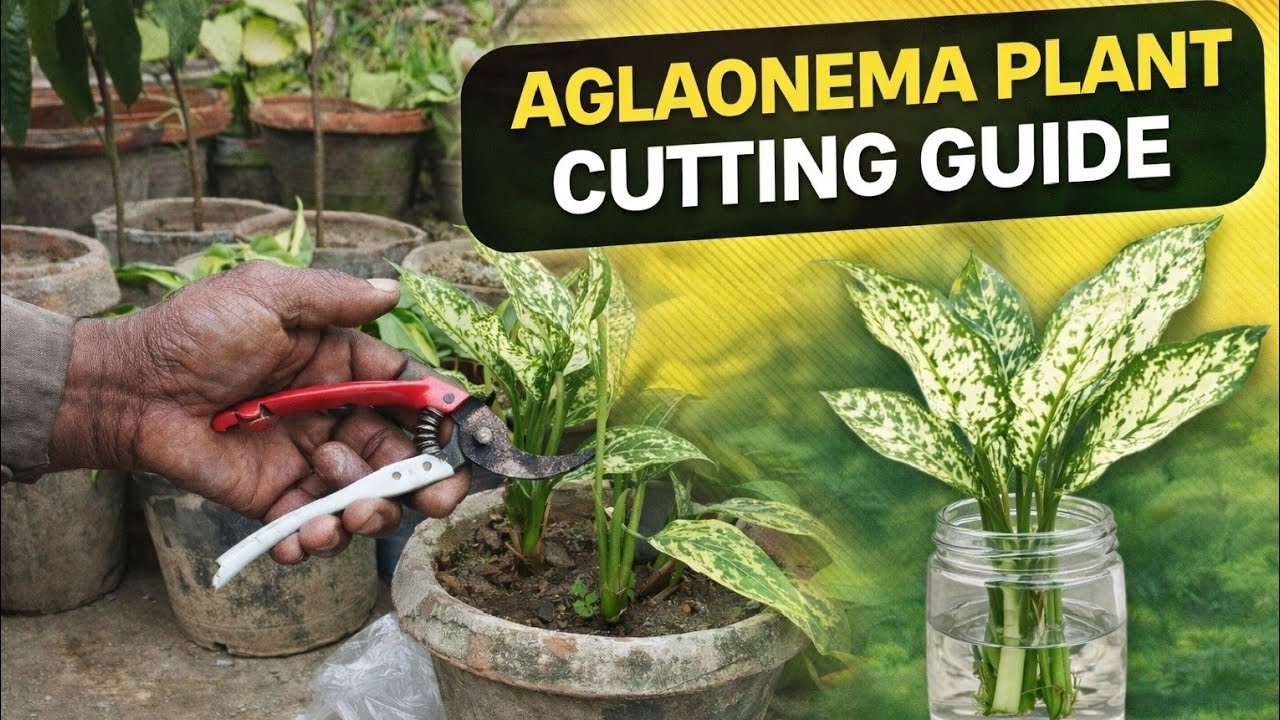 Aglaonema Plant Ki Cutting Lagane Ka Tarika | Complete Care Guide