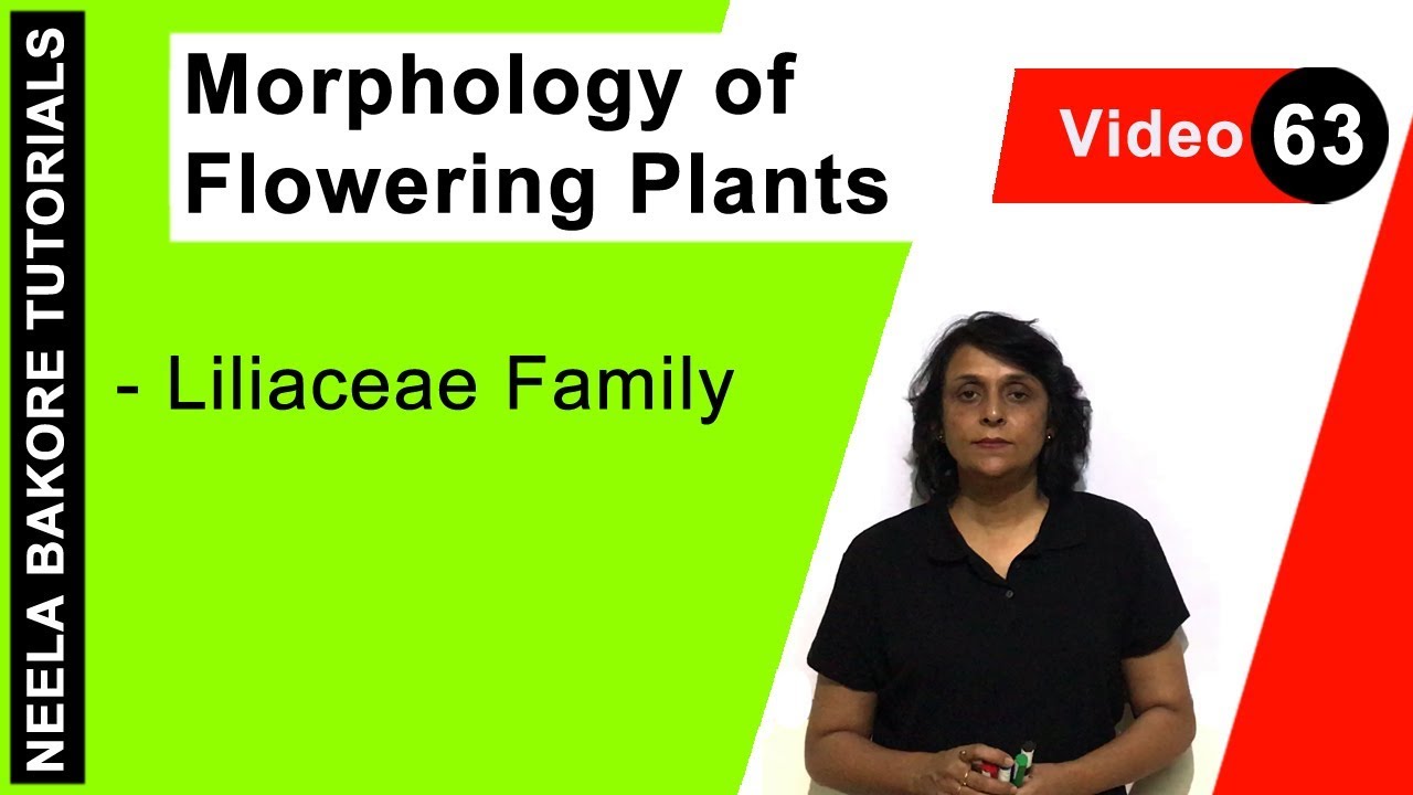 Morphology of Flowering Plants | NEET | Liliaceae Family | Neela Bakore Tutorials