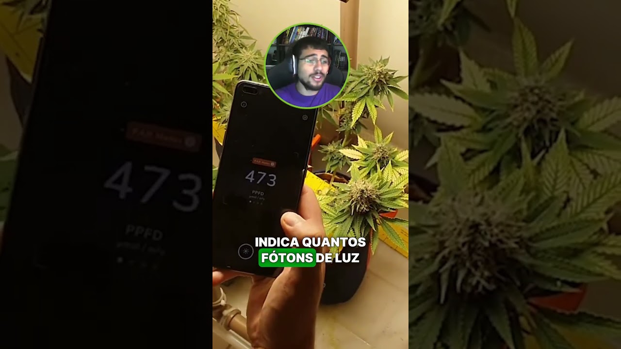 SEGREDO do CULTIVO de FLORES MEDICINAIS: ILUMINA&Ccedil;&Atilde;O #shorts