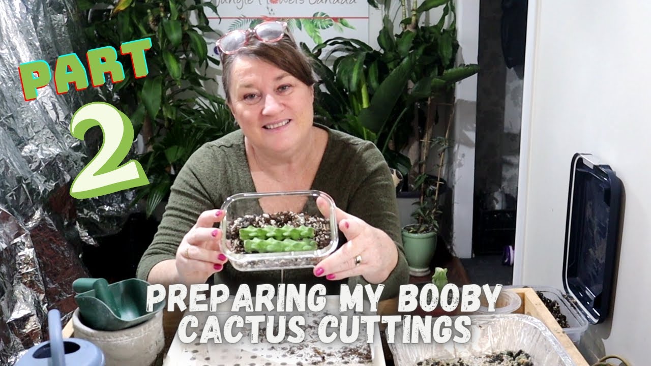 Preparing my Booby Cactus Cuttings Part 2