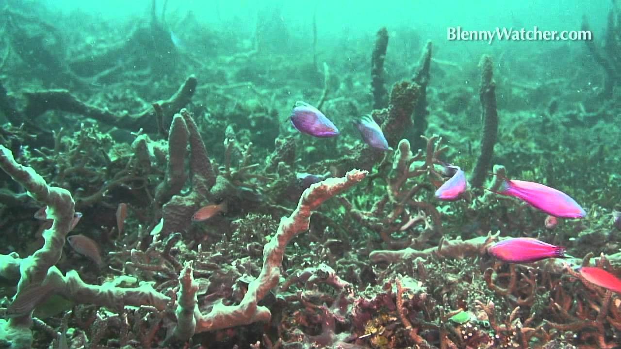 Flasher Wrasses from BlennyWatcher.com