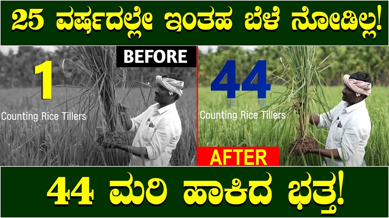25 ವರ್ಷದಲ್ಲೇ ಇಂತಹ ಬೆಳೆ ನೋಡಿಲ್ಲ! ರೈತ ಅಚ್ಚರಿ! Unmatched Protection for Your Paddy Crop!