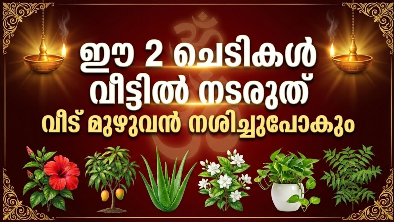 ഈ 2 ചെടികൾ വീട്ടിൽ ഒരിക്കലും നട്ടിടരുത് – കുടുംബസമൃദ്ധി നഷ്ടപ്പെടാം!