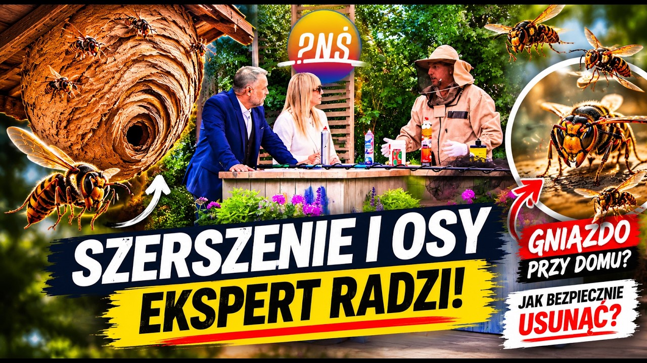 Jak usunąć gniazdo szerszeni lub os ? Rozmowa w Pytanie na Śniadanie TVP z Eryk Połeć