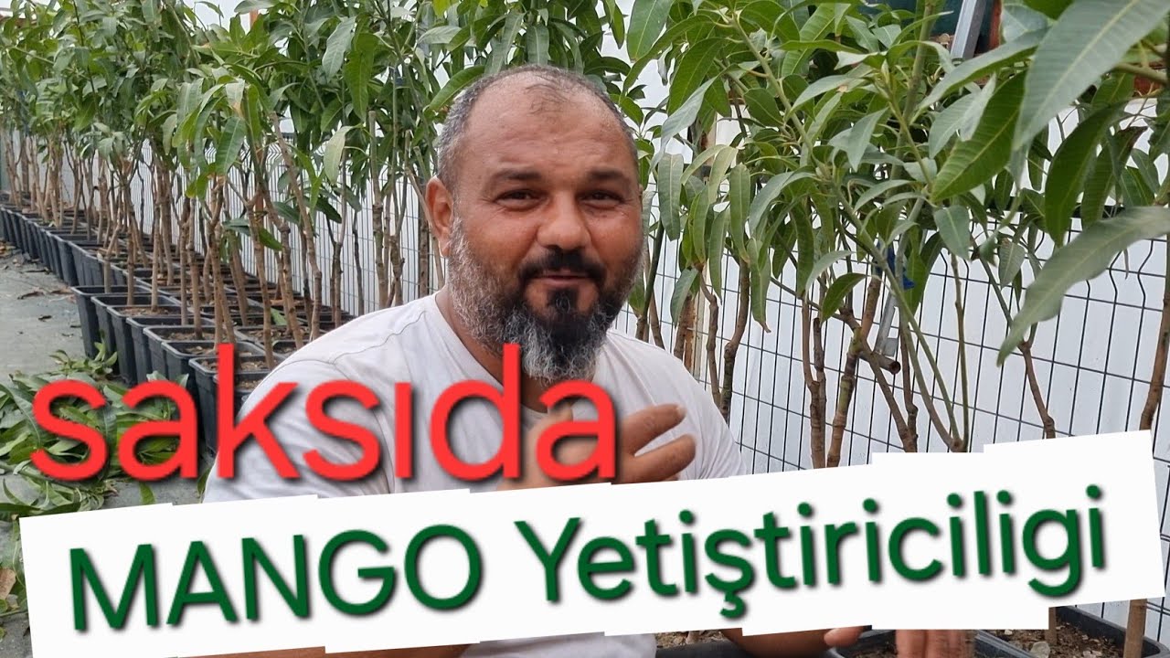 saksıda MANGO yetiştiriciliği. serada mango yetiştiriciliği. #tropikaltopraktv #dündaryıldız