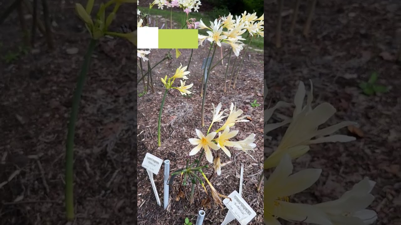 Lycoris in bloom! Add these beautiful flowers to your summer garden
