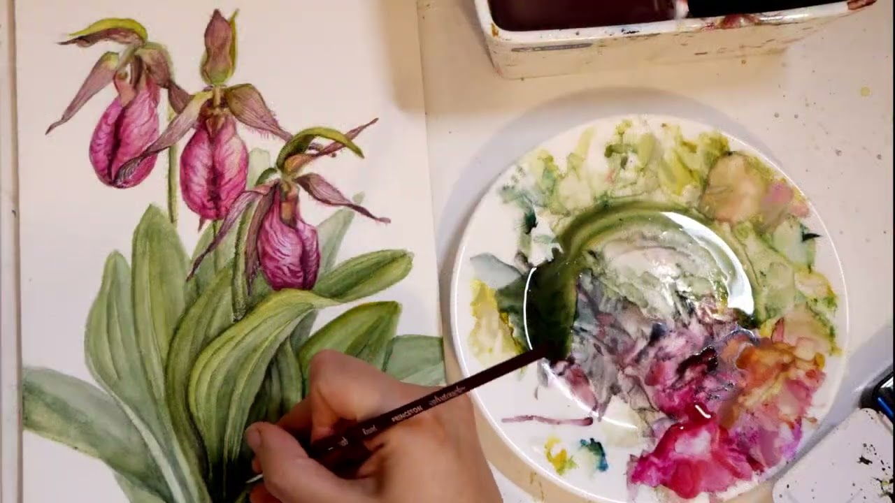 Botanical Art Transformed My World - Painting a Pink Slipper Orchid in Watercolour