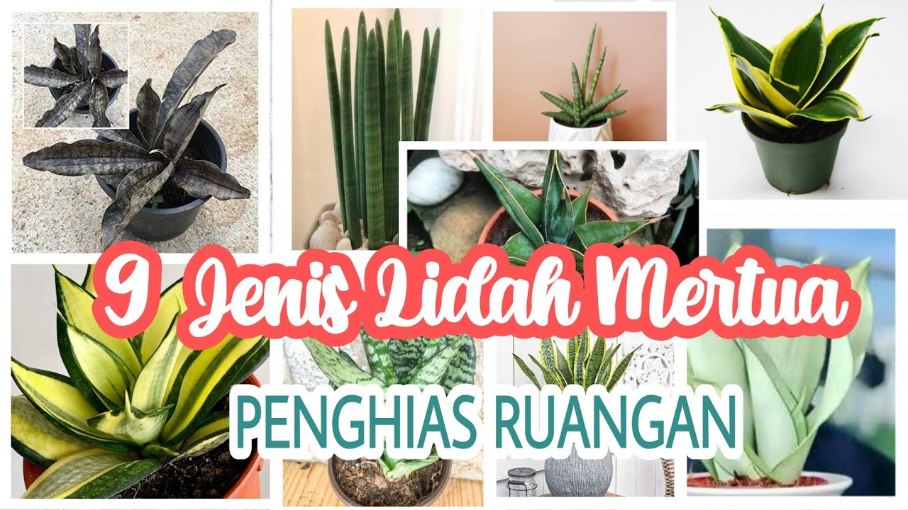 9 Jenis Sansevieria Paling Dicari Tahun 2021, Jenis-jenis tanaman lidah mertua