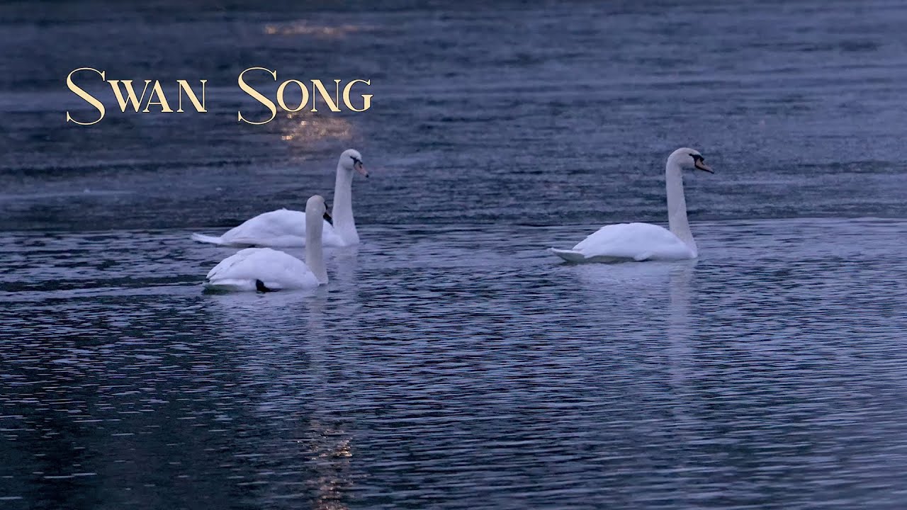 Swan Song