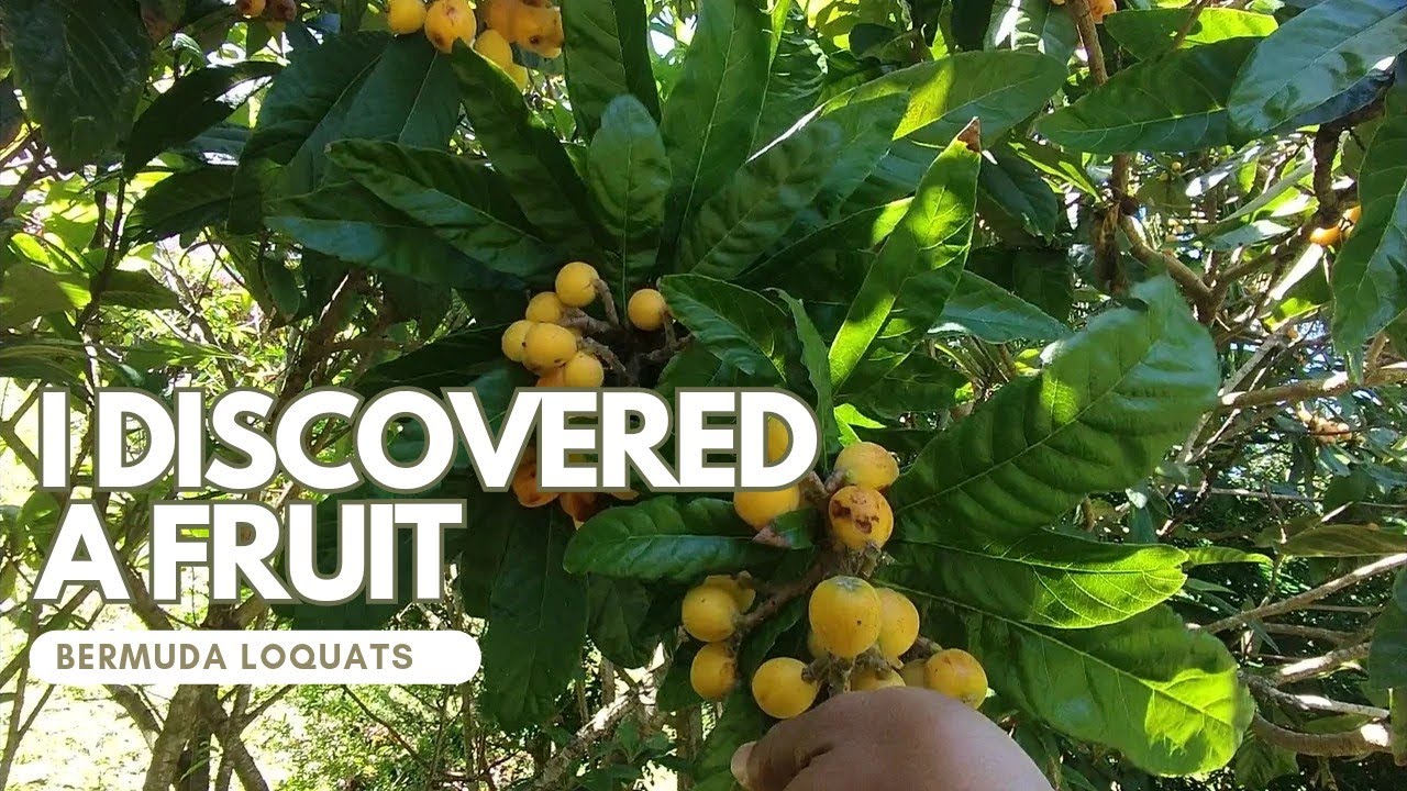 Fruits to Try in Bermuda - Loquats - A tasty fruit