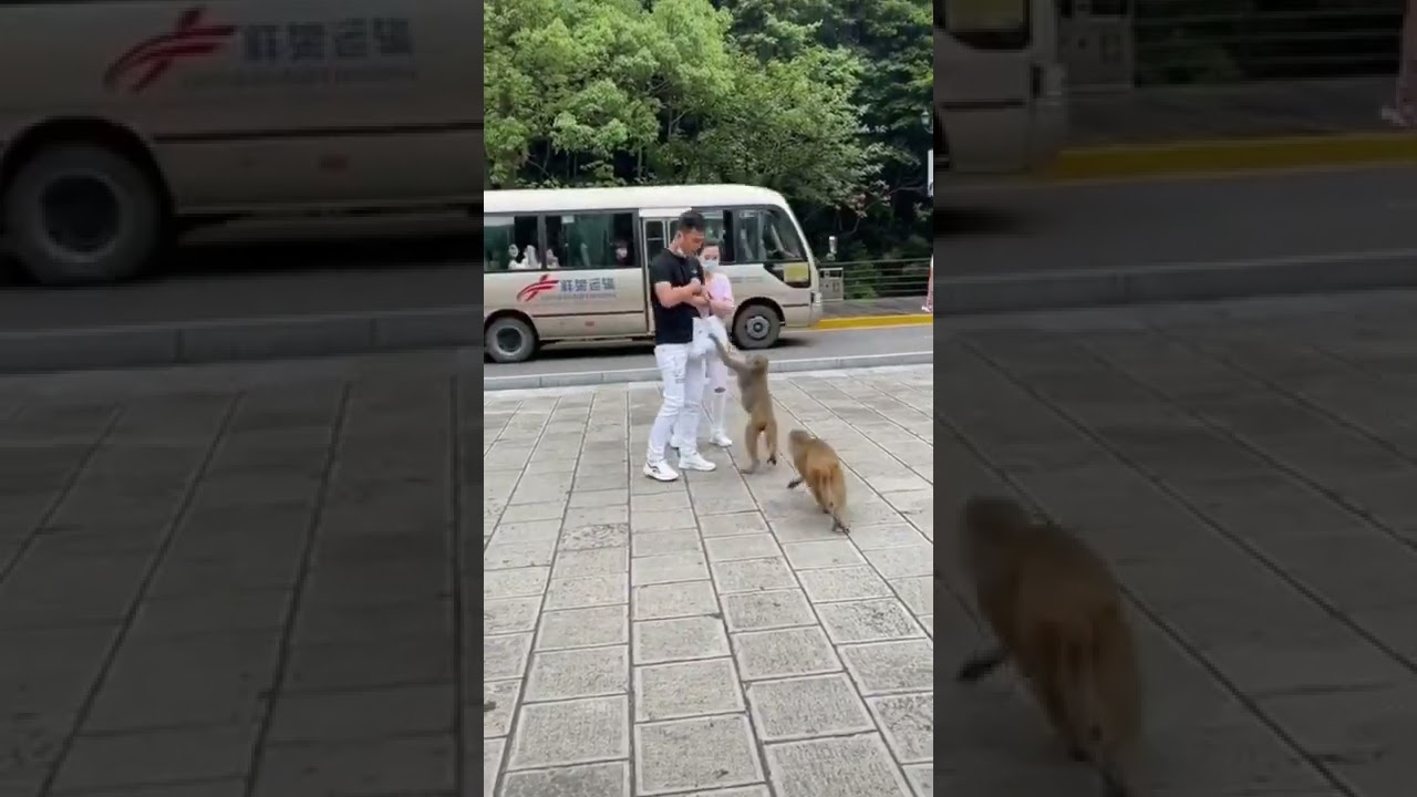 intelligent monkey attack men