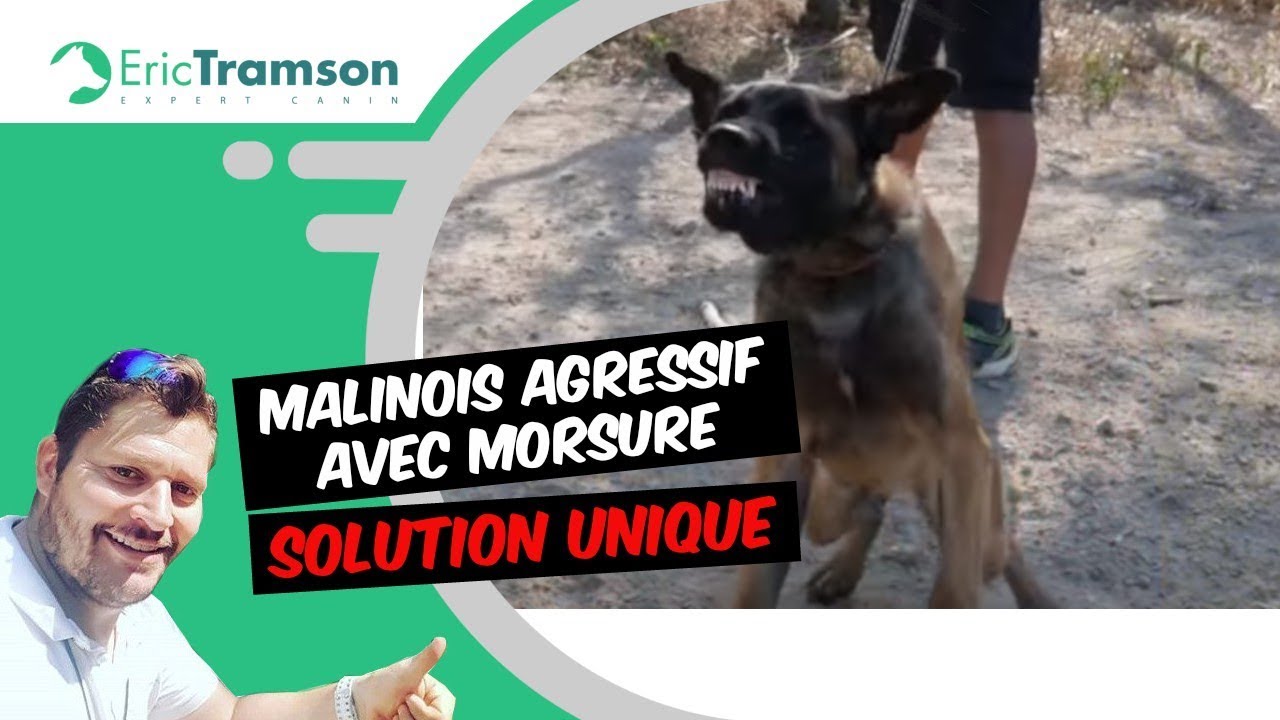 (Metz) Un chien Malinois super agressif qui attaque les gens et les animaux