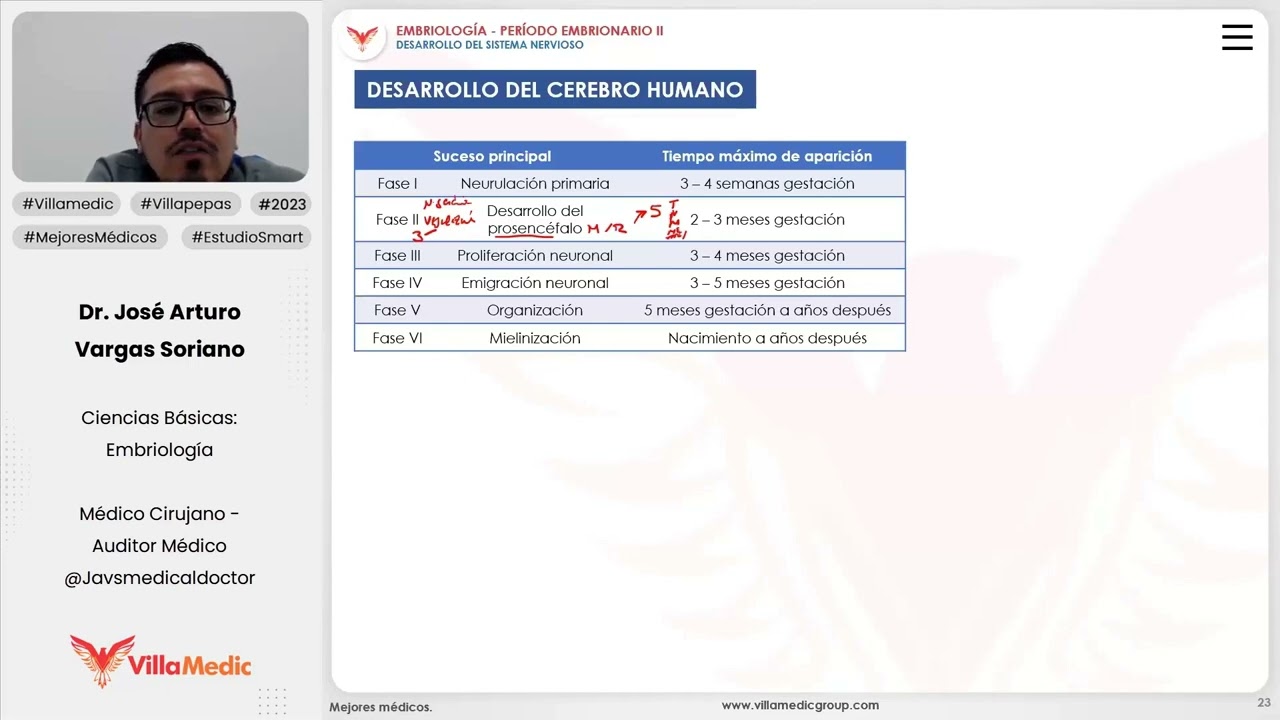 Desarrollo del sistema nervioso | Desarrollo del cerebro humano