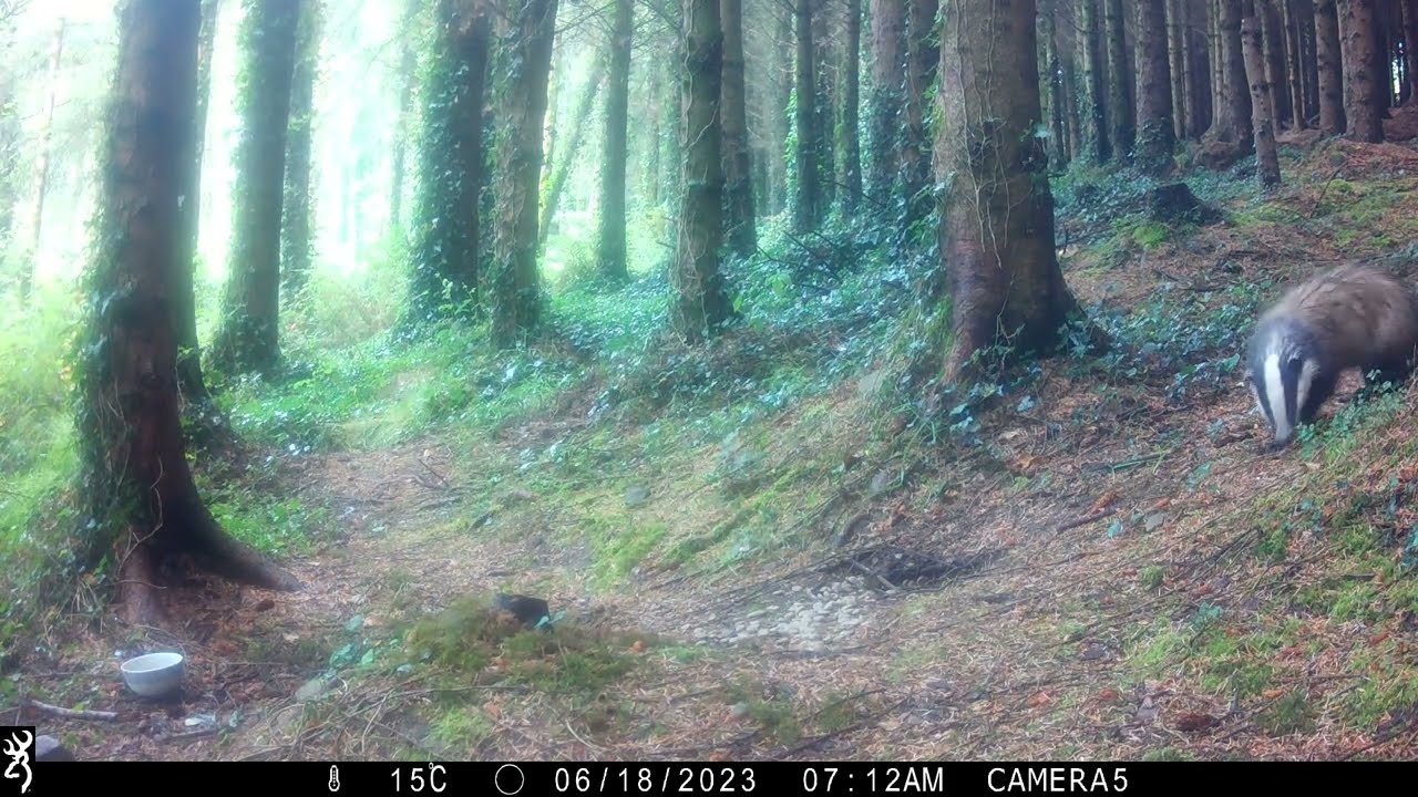 Wildlife activity in the Forest🌳