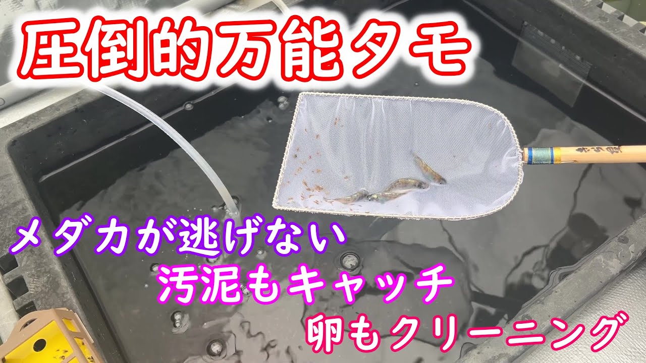 【めだか】本当に使いやすいベーシックタモ・・・もうＢタモでいいな。Ｂ型おやじ
