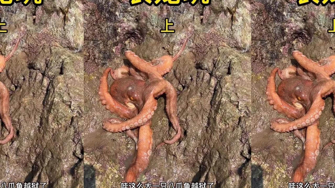 海参饲料打窝，效果不错，鱼货成群，八爪张牙舞爪，大赚两千多#海边渔乐 #赶海抽水坑#下集更精彩