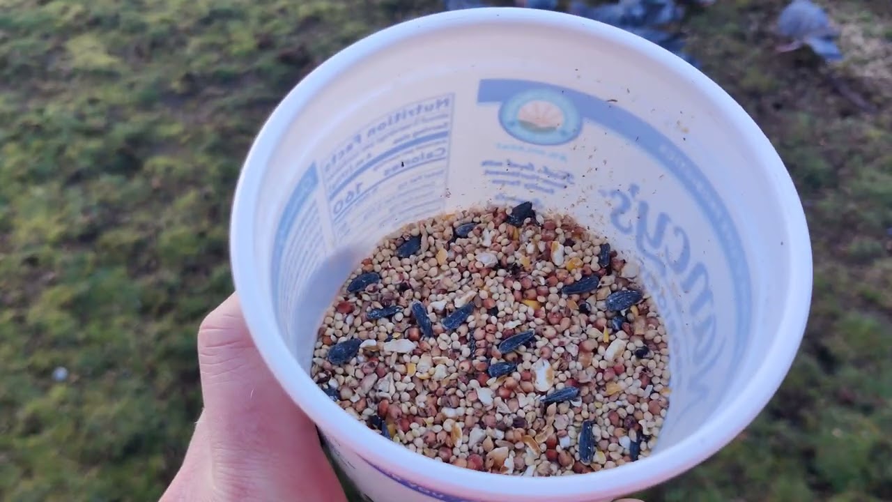 Pigeons do a Mr. Beast challenge for Nancy's yogurt! #pigeon #bird #nature