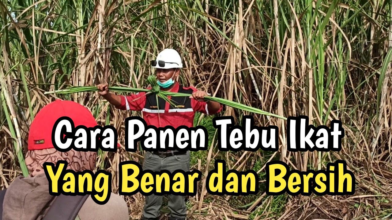 Panen tebu giling || Tutorial Tebang Tebu yang baik dengan bantuan Parang