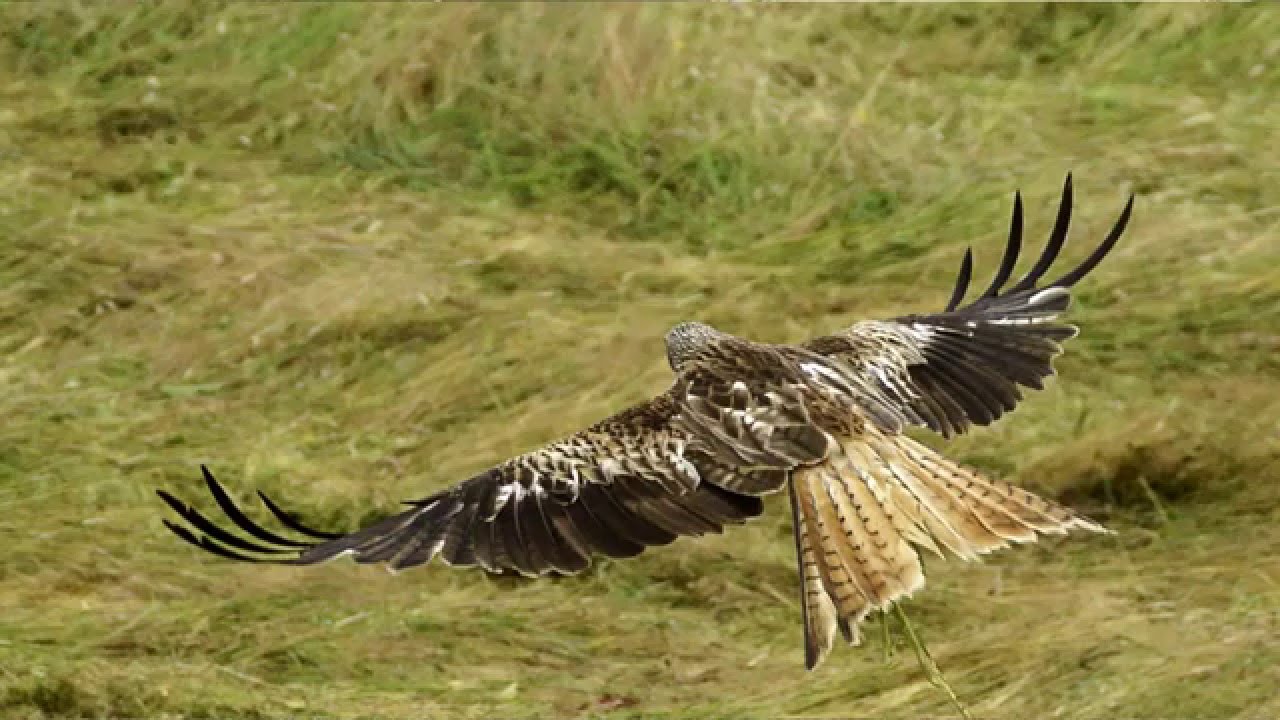 Tutorial  Greifvögel fotografieren