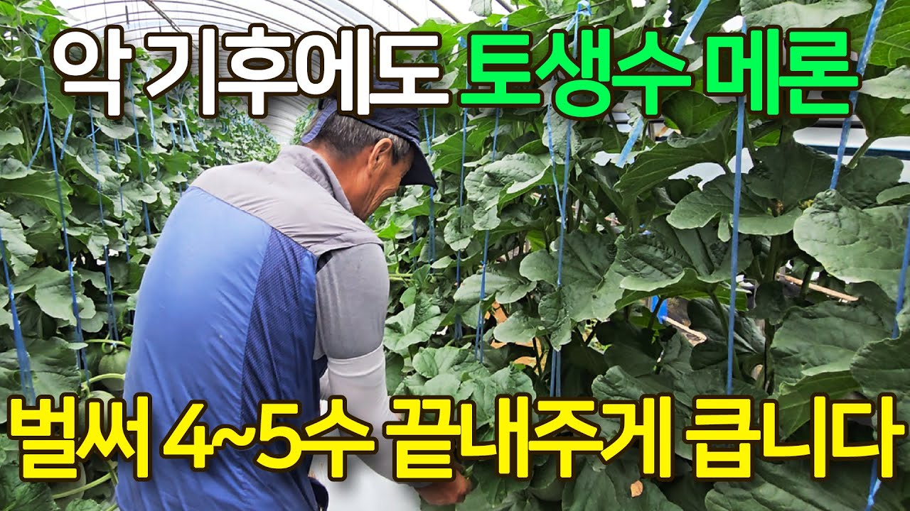 고창 토생수 메론 올해 악 기후에도 하우스 30동 모두 하나같이 잘 크고있습니다. 계속되는 비와 고온에도  큰 피해 없이 잘 버텨주고 있습니다. 다음 달 수확 날 까지 화이팅입니다