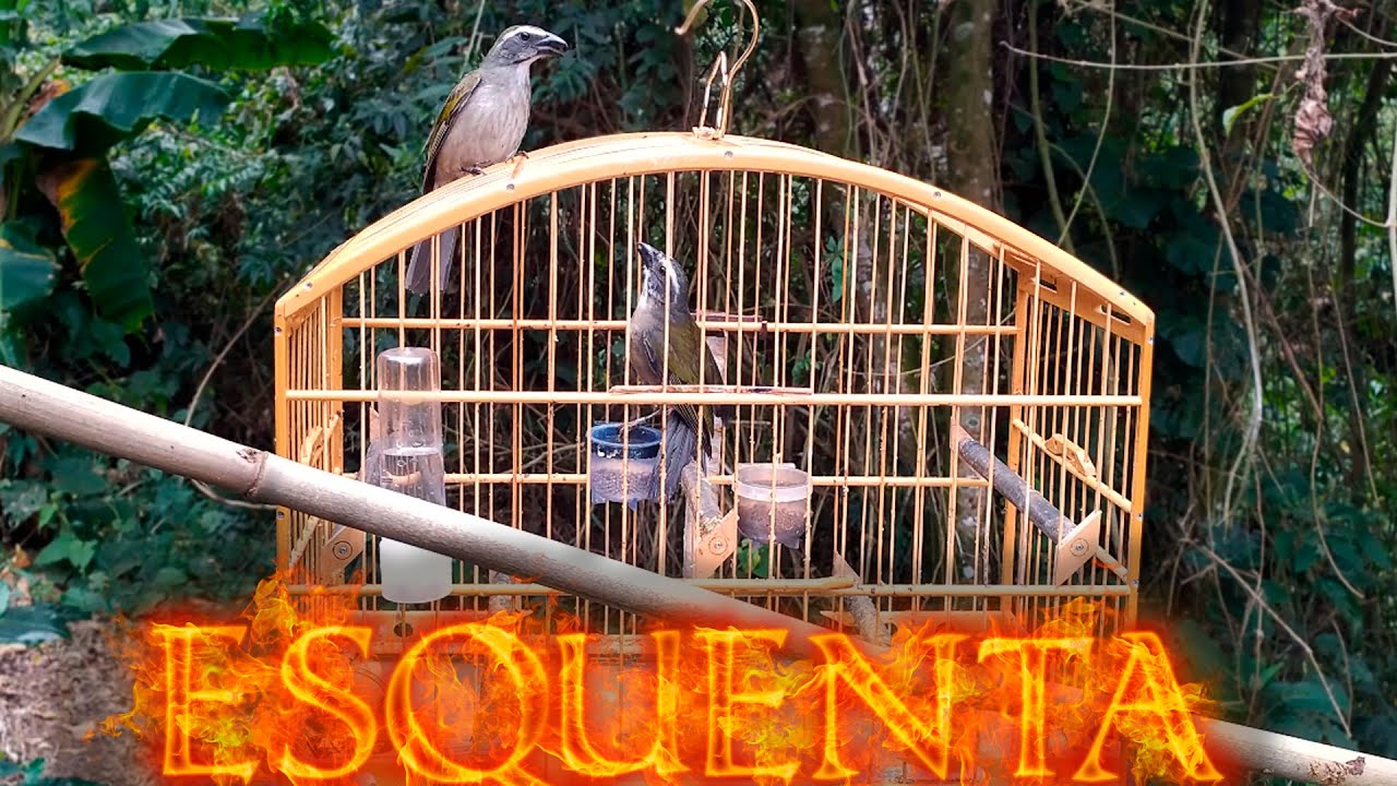 O MELHOR VÍDEO DE TRINCA NO MATO 2020 | TRINCA FERRO IMPERADOR 2020