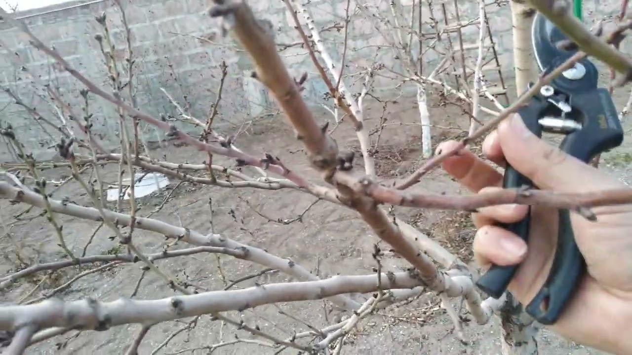 Նշենու էտի մասին,այս առաջի վիդիոյում դեռ ծառը էտած չի ու ներկայացնում եմ ոնց պիտի էտվի։1-մաս